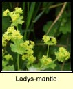 ladys-mantle