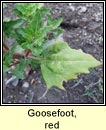 goosefoot,red (blonagn dearg)