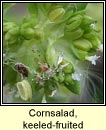 cornsalad,keeled-fruited (ceathr uain dhroimneach)