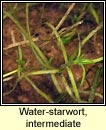 water-starwort,intermediate (riltn menach)