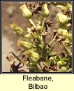fleabane,hispid