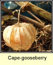 cape-gooseberry