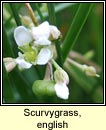 scurvygrass,english (carrn muirisce)