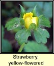 strawberry,yellow-flowered