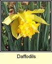 daffodil (lus an chromchinn)