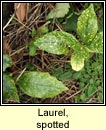 laurel,spotted