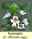 eyebrights (glanrosc)