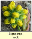 stonecrop,rock (grafn creige)
