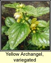 yellow archangel (neantg Mhuire)