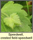 speedwell,crested (lus cr mr)