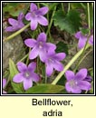 bellflower,adria