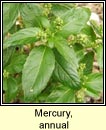 mercury,annual (lus glinne beag)