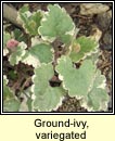 ground ivy,variegated