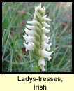 ladys-tresses,irish (cilln gaelach)