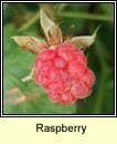 raspberry (s craobh)