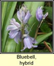 bluebell,hybrid