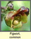 figwort,common (donnlus)