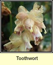 toothwort (sln fiacal)