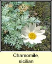 chamomile,sicilian