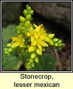 stonecrop,lesser mexican