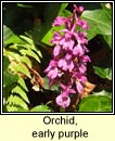 orchid,early purple (magairln meidhreach)