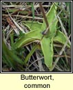butterwort,common (bodn meascin)