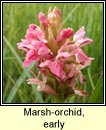 orchid,marsh,early (magairln mr)