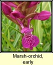 orchid,marsh,early (magairln mr)