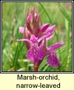 orchid,marsh,narrow-leaved (magairln caol)