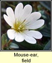 mouse-ear,field (cluas luchige mhinir)