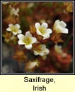 saxifrage,irish (mrn gaelach)