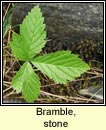 bramble,stone (s na mban mn)