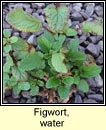 figwort,water (donnlus uisce)
