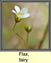 flax,fairy (lus na mban)