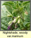 nightshade,woody var marinum (fuath gorm)