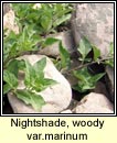 nightshade,woody var marinum (fuath gorm)