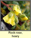 rock-rose,hoary (grianrs liath)