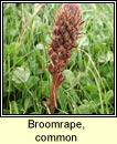 broomrape,common (mchg bheag)