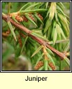 juniper (aiteal)