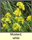 mustard,white (sceallagach)
