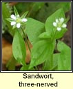 sandwort,three-nerved (gaineamhlus fitheach)
