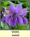 violet,sweet (sailchuach chumhra)