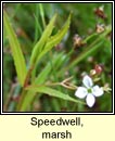 speedwell,marsh (lus cr corraigh)