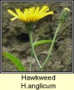 hawkweed (lus na seabhac)