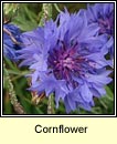 cornflower (gormn)