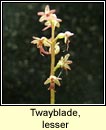 twayblade,lesser (ddhuilleog bheag)