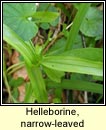 helleborine,narrow-leaved (cuaichn caol)