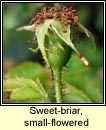 rose,sweet-briar,small-flowered (dris chumhra bheag)