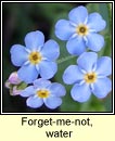 forget-me-not,water (ceotharnach uisce)