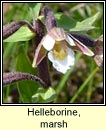 helleborine,marsh (cuaichn corraigh)